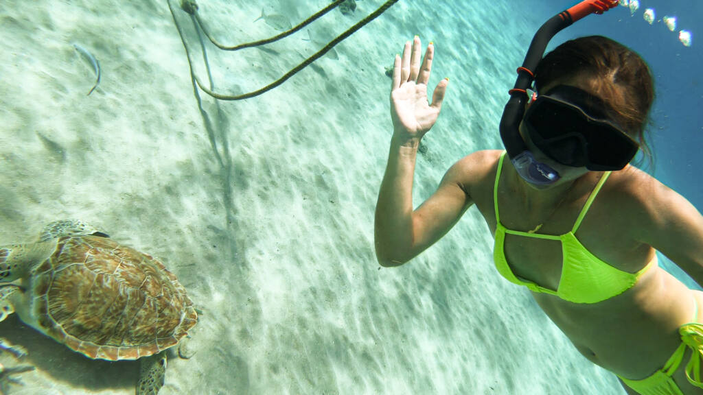 swimming with turtles at turtle bay