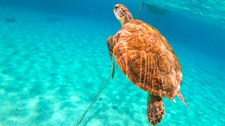 Turtles at turtle bay curacao