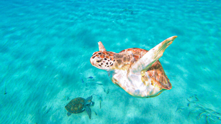 Respect the sea turtles in curacao