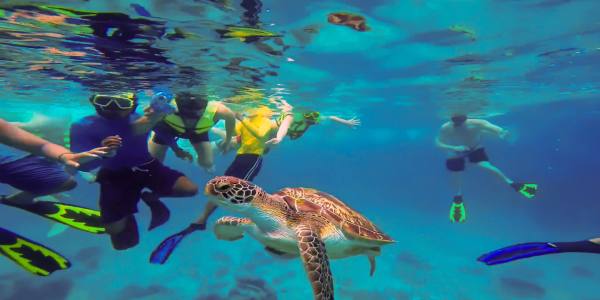 Swim with turtles at turtle bay curacao